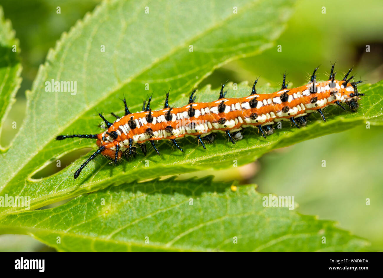 Variegated Fritillary butterfly caterpillar on a leaf of its host plant, the Passion Vine Stock