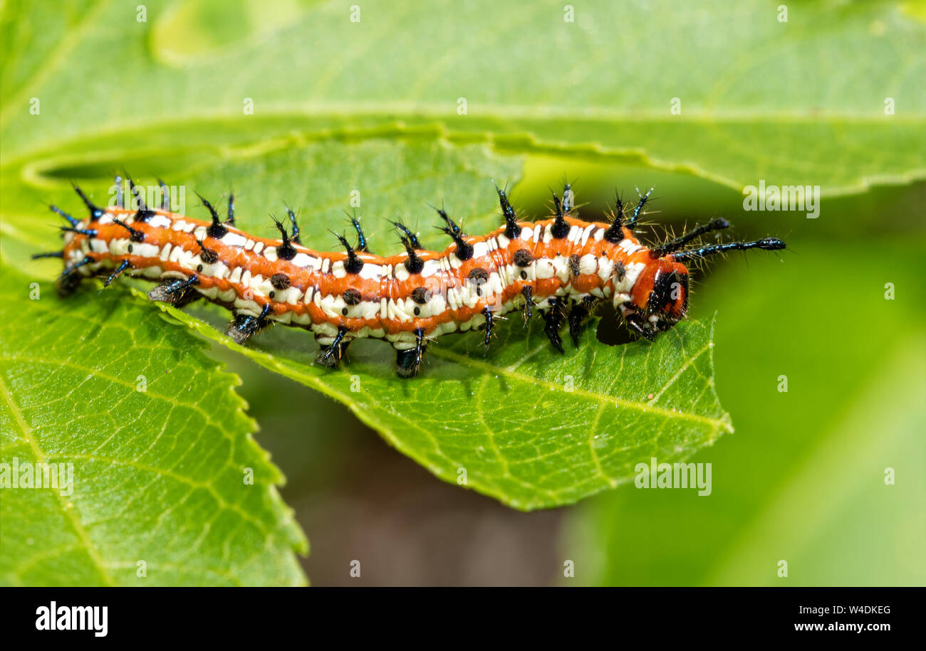 Variegated Fritillary butterfly caterpillar eating a Passion Vine leaf