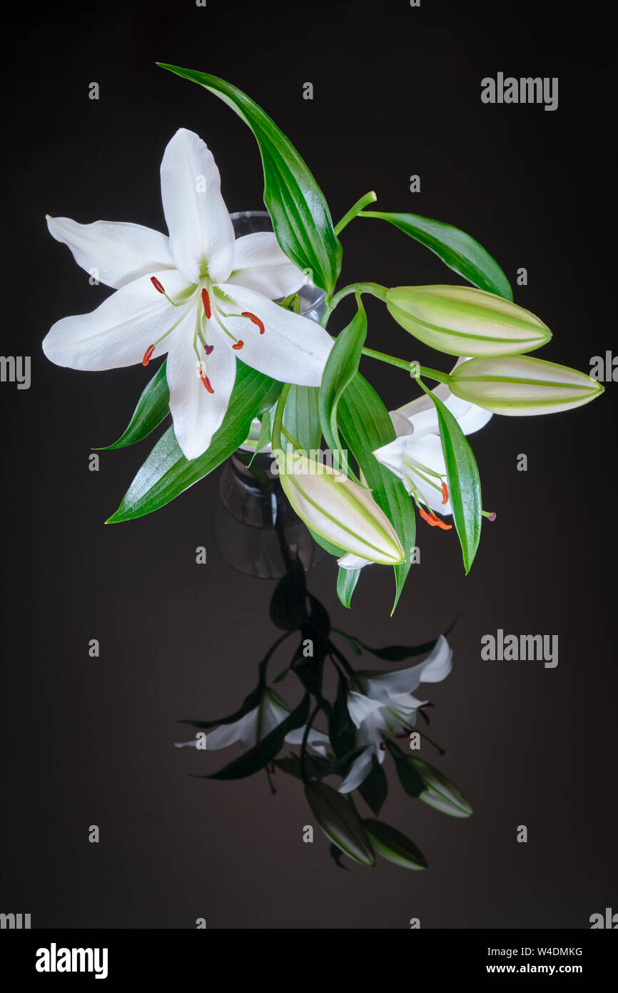 White lily in transparent vase, reflected on black glass background