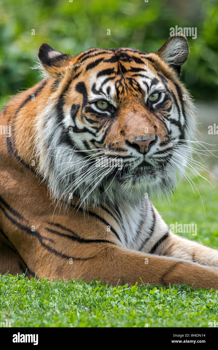 Sumatran tiger (Panthera tigris sondaica) close-up portrait, native to the Indonesian island of Sumatra, Indonesia Stock Photo