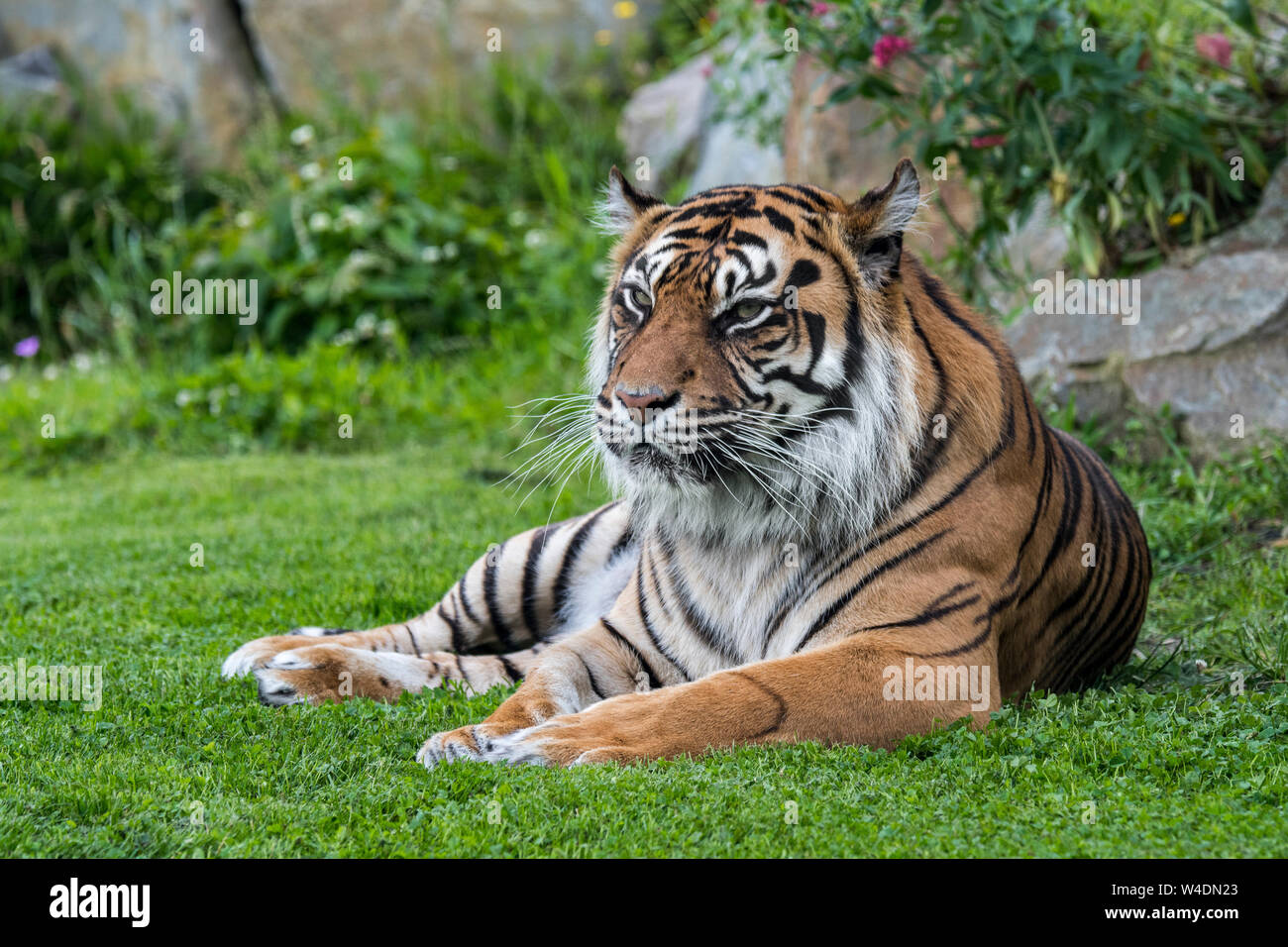 Sumatran tiger (Panthera tigris sondaica) native to the Indonesian island of Sumatra, Indonesia Stock Photo
