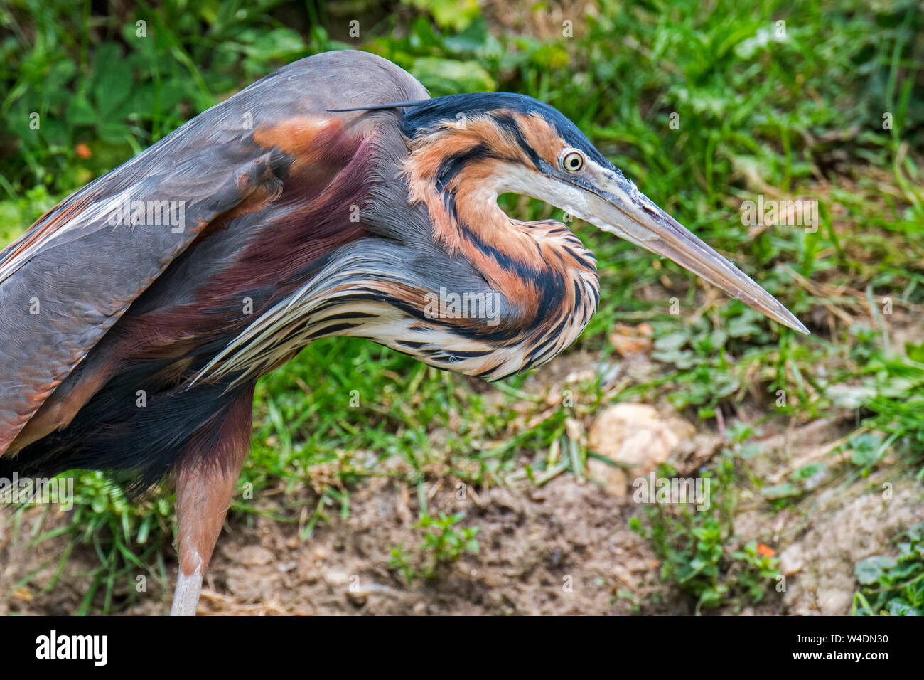 Purple Heron Ardea Purpurea Native To Africa Europe And Asia Stock Purple Heron Ardea Purpurea Native To Africa Europe And Asia Stock
