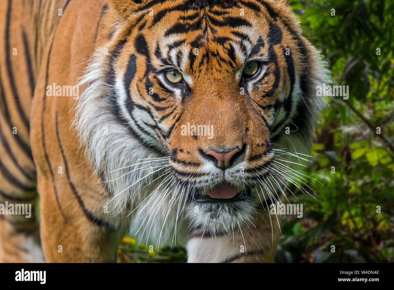 Sumatran tiger (Panthera tigris sondaica) in tropical forest, native to the Indonesian island of Sumatra, Indonesia Stock Photo