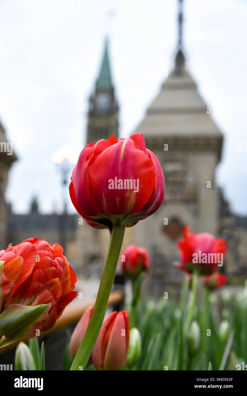 Tulips in Parliament Hill Stock Photo