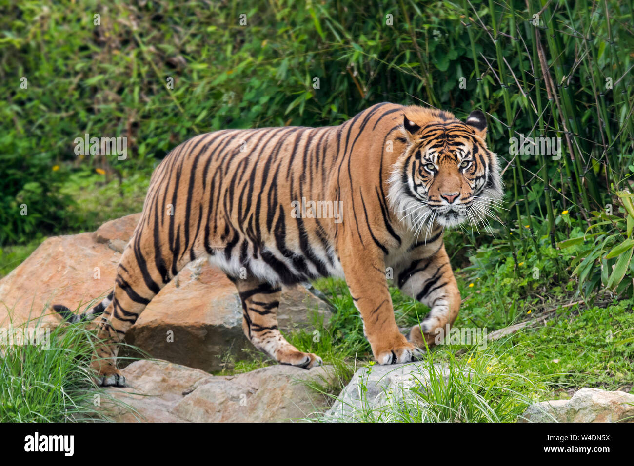 Sumatran tiger (Panthera tigris sondaica) walking in forest, native to the Indonesian island of Sumatra, Indonesia Stock Photo