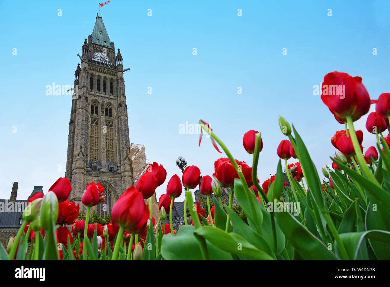 Tulips in Parliament Hill Stock Photo