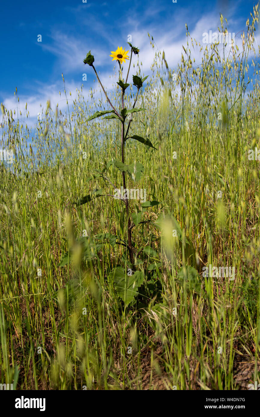 Sunflower in an open field Stock Photo Alamy