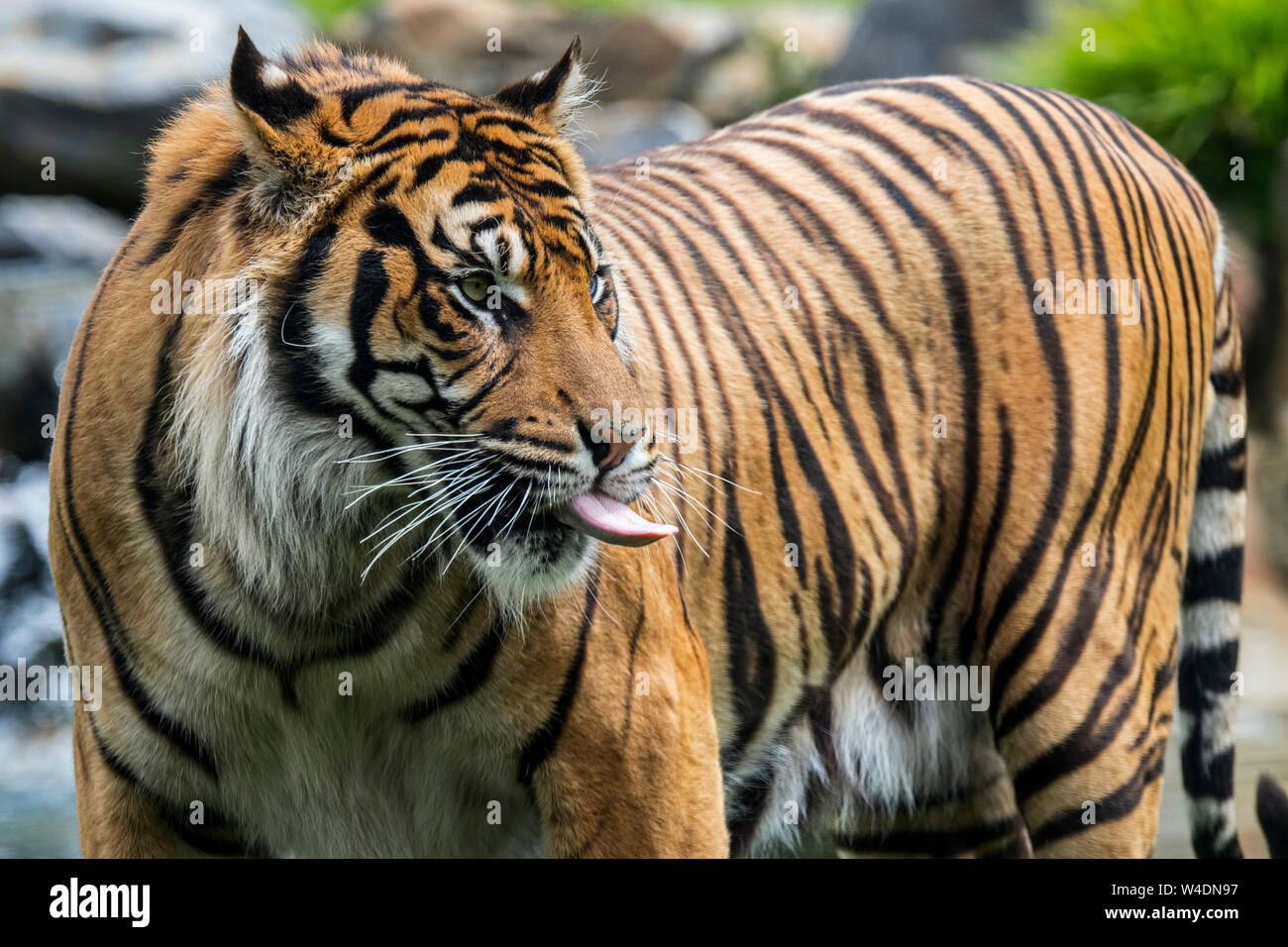 Sumatran tiger (Panthera tigris sondaica) sticking tongue out, native to the Indonesian island of Sumatra, Indonesia Stock Photo