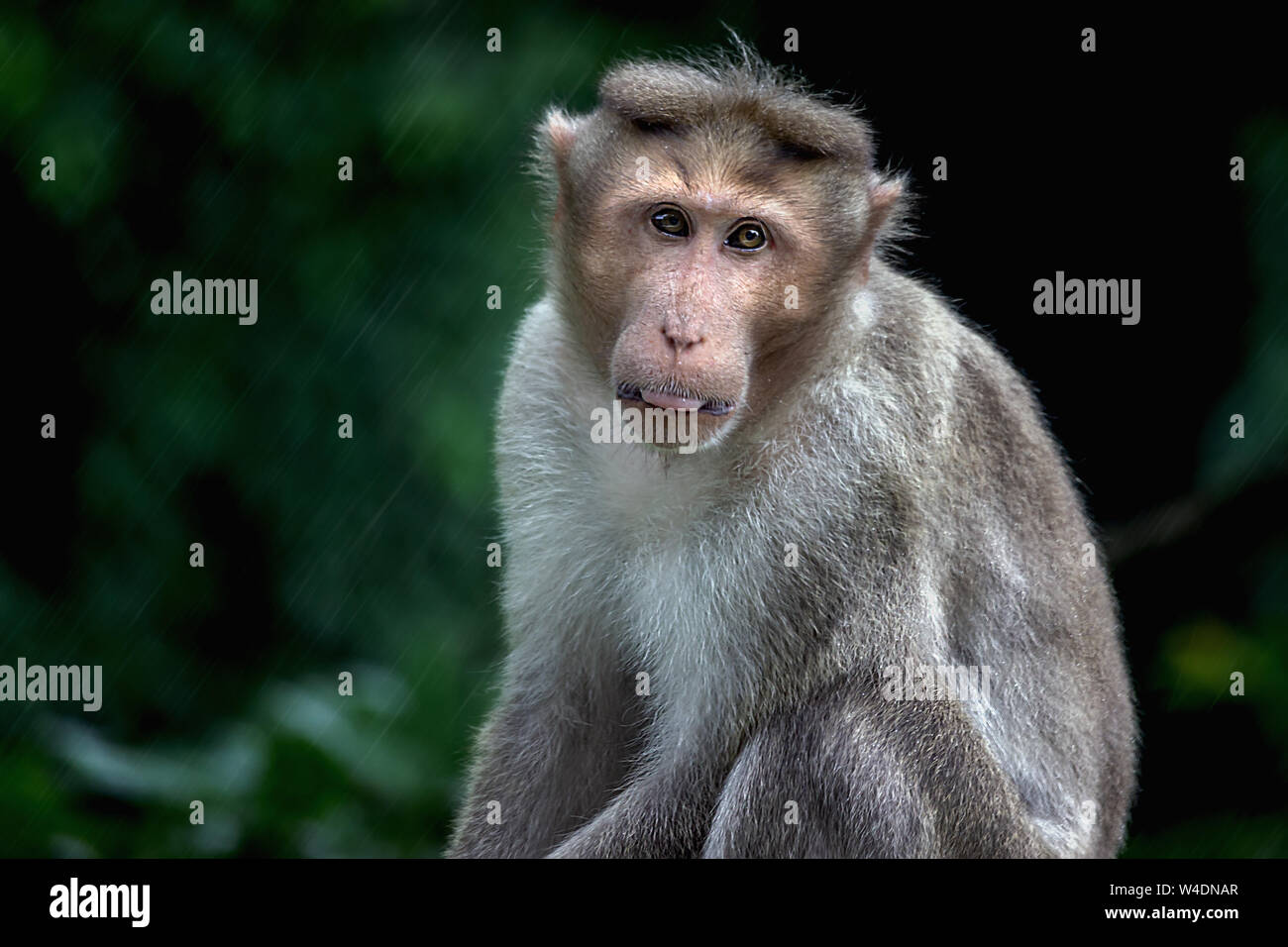 Monkey expression - Ooty Tamilnadu India Stock Photo