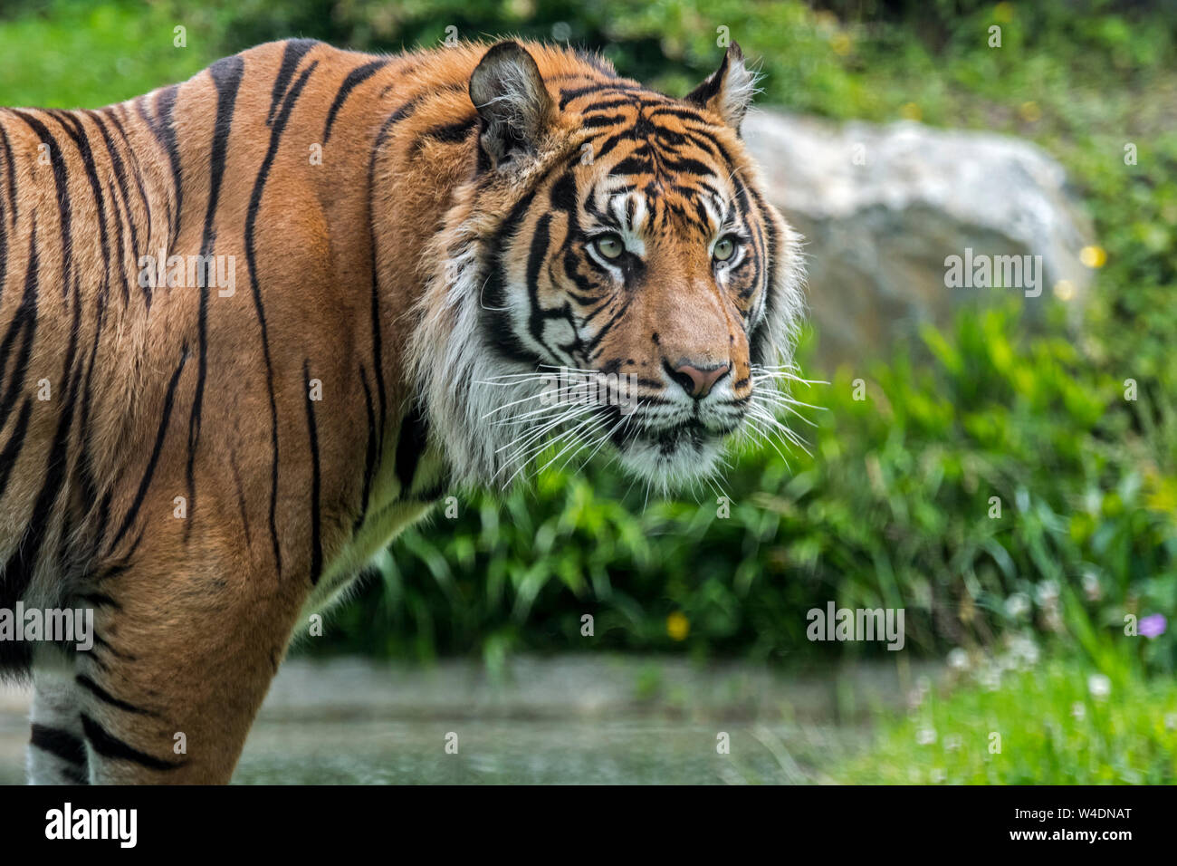 Sumatran tiger (Panthera tigris sondaica) on riverbank, native to the Indonesian island of Sumatra, Indonesia Stock Photo