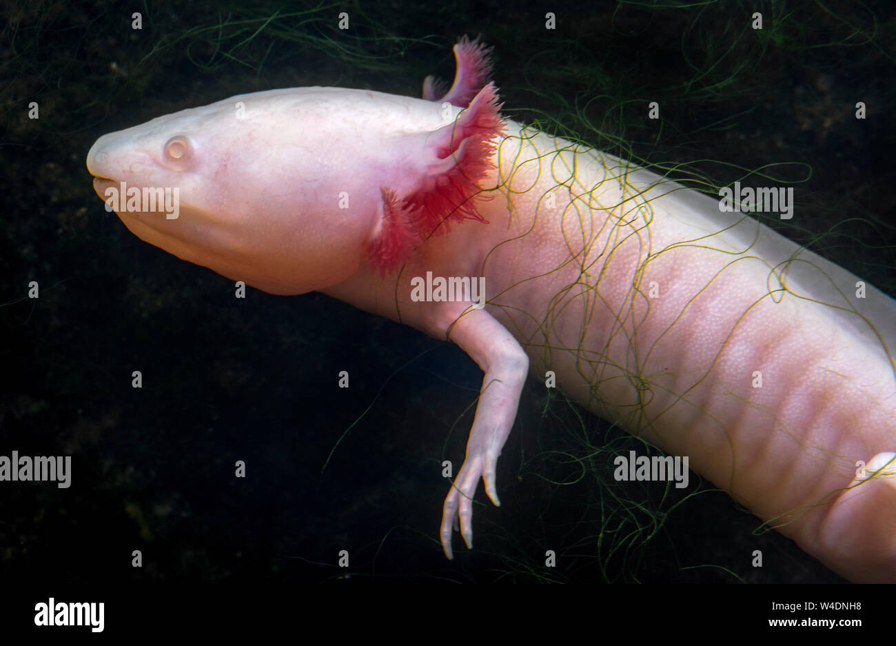 Axolotl / Mexican walking fish (Ambystoma mexicanum / Gyrinus mexicanus), neotenic salamander native to Mexico, showing external gills Stock Photo