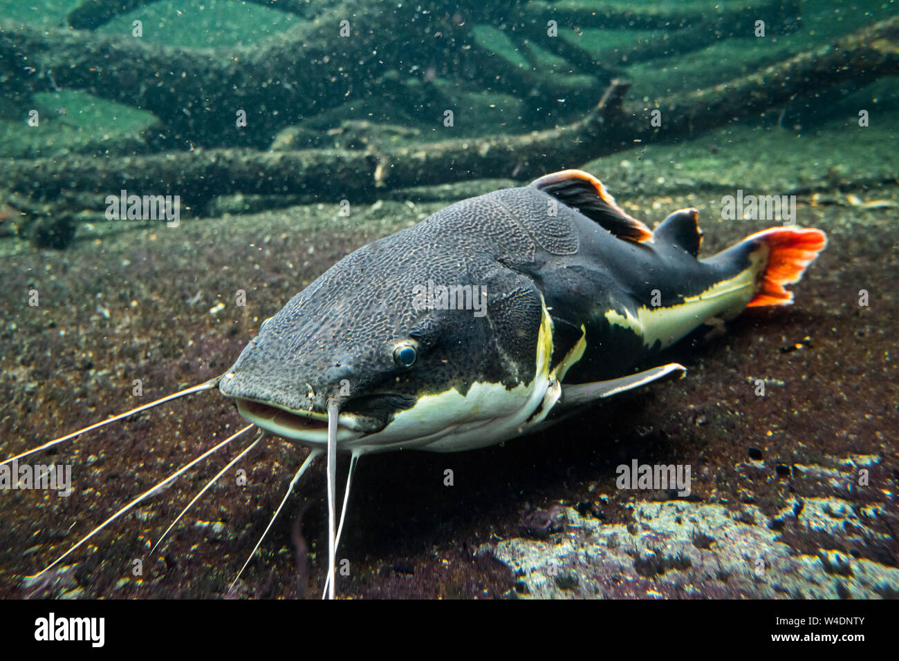 Redtail catfish / cajaro / pirarara (Phractocephalus hemioliopterus), pimelodid native to the Amazon, Orinoco and Essequibo river, South America Stock Photo
