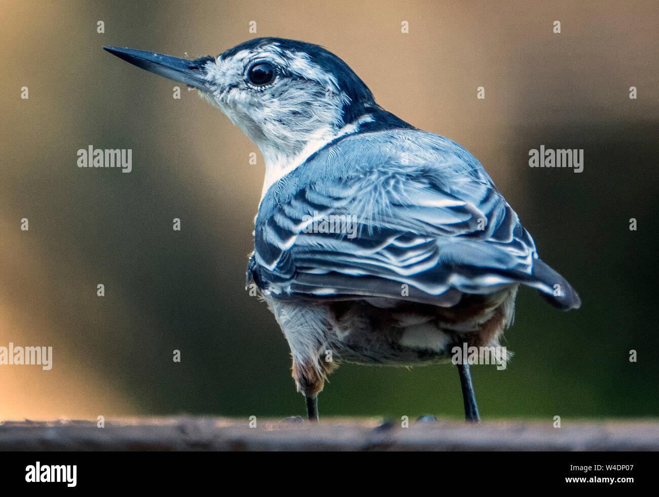 Little bird Stock Photo