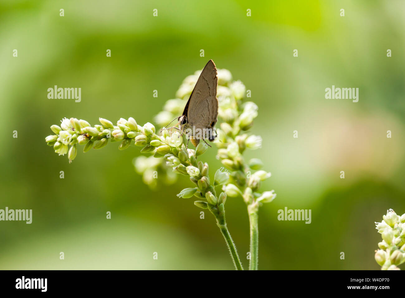 Wildflowers garden butterfly hi-res stock photography and images - Alamy