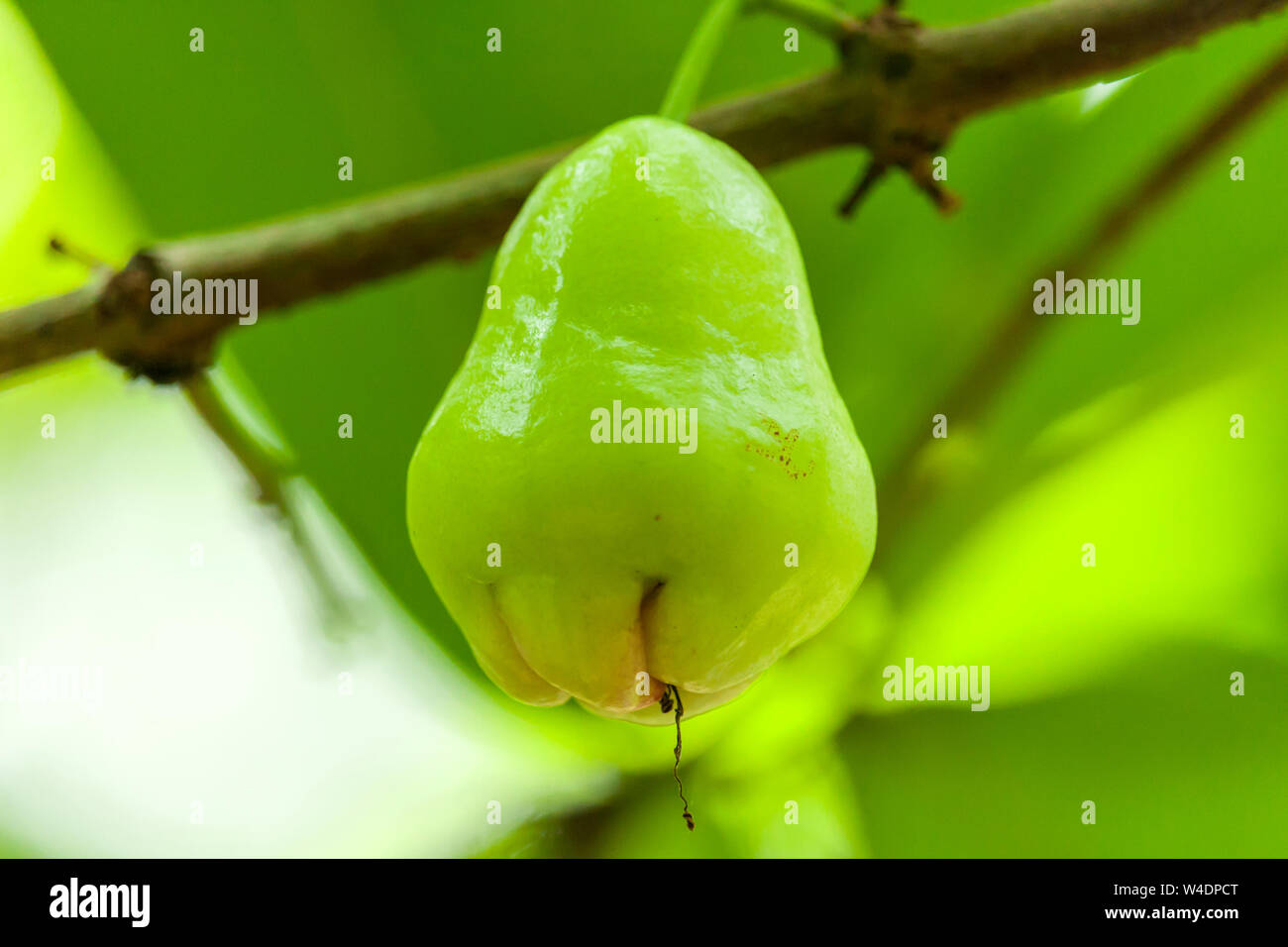 Malay apple hires stock photography and images Alamy