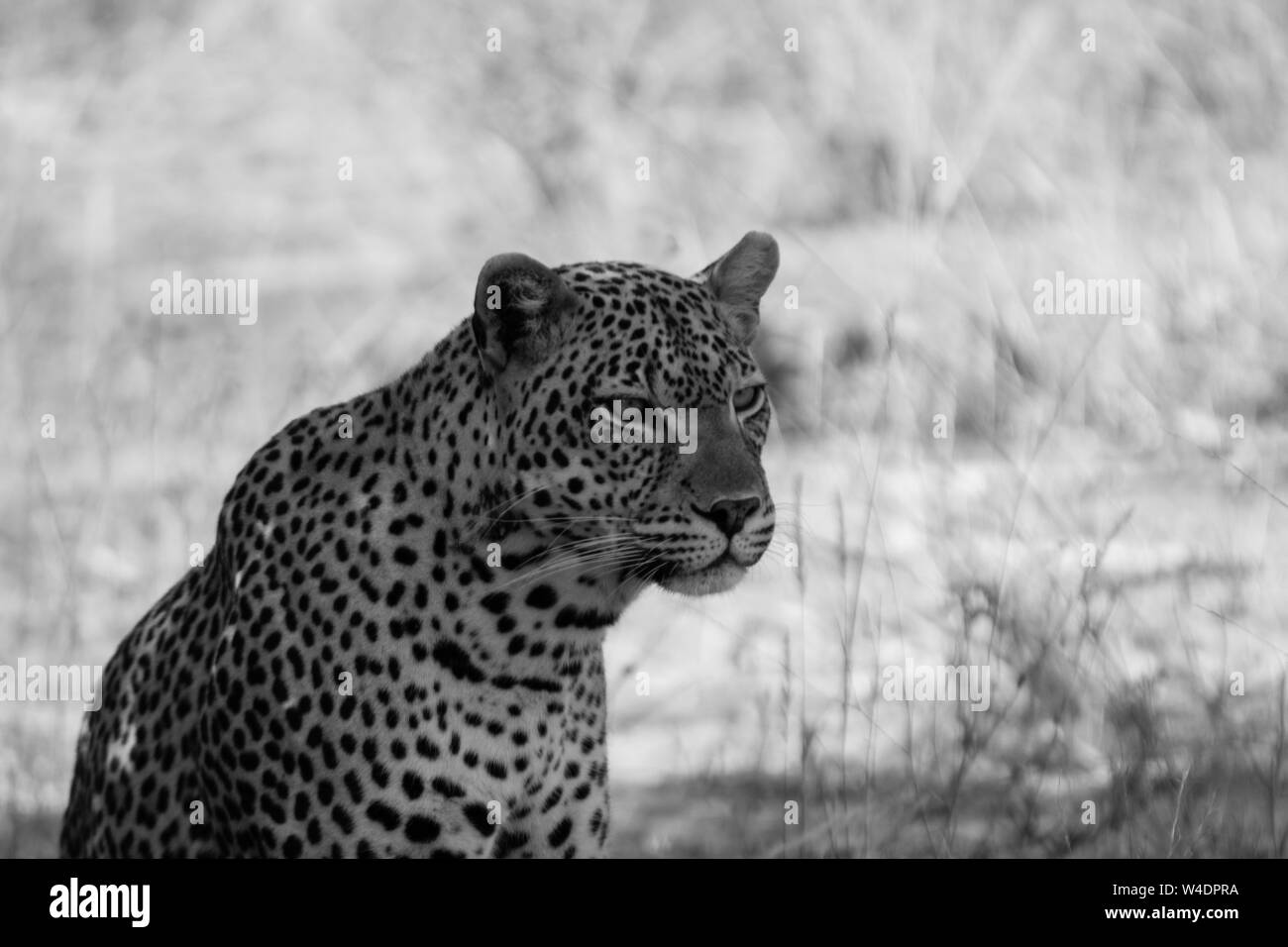 Picture of a leopard  surveying his territory in black & white . Stock Photo