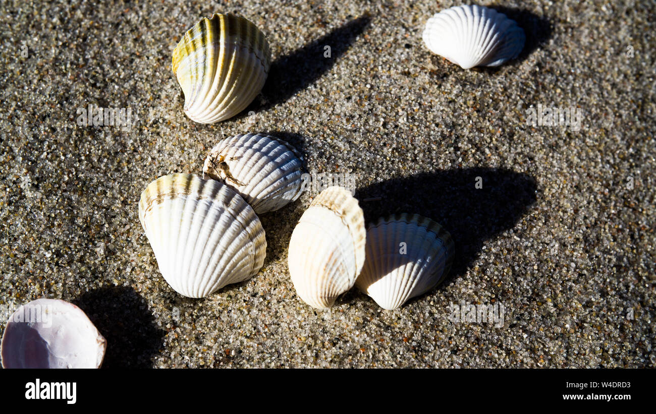 Empty Muscle Shells Empty mussel shells hi-res stock photography and images - Alamy
