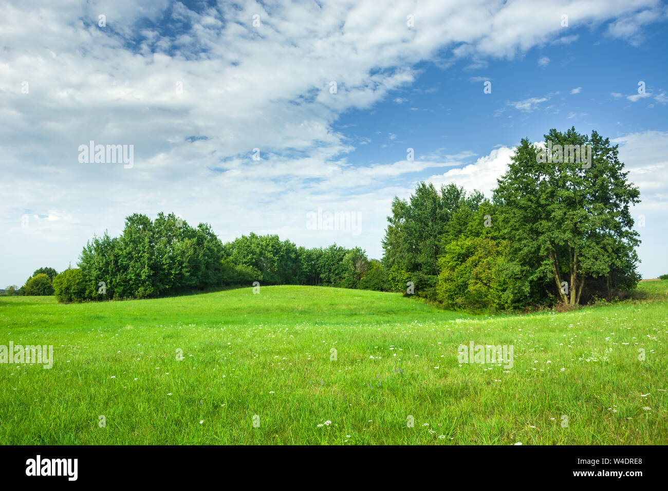 Green hilly meadow and trees, white clouds and blue sky. Staszyce, Poland Stock Photo