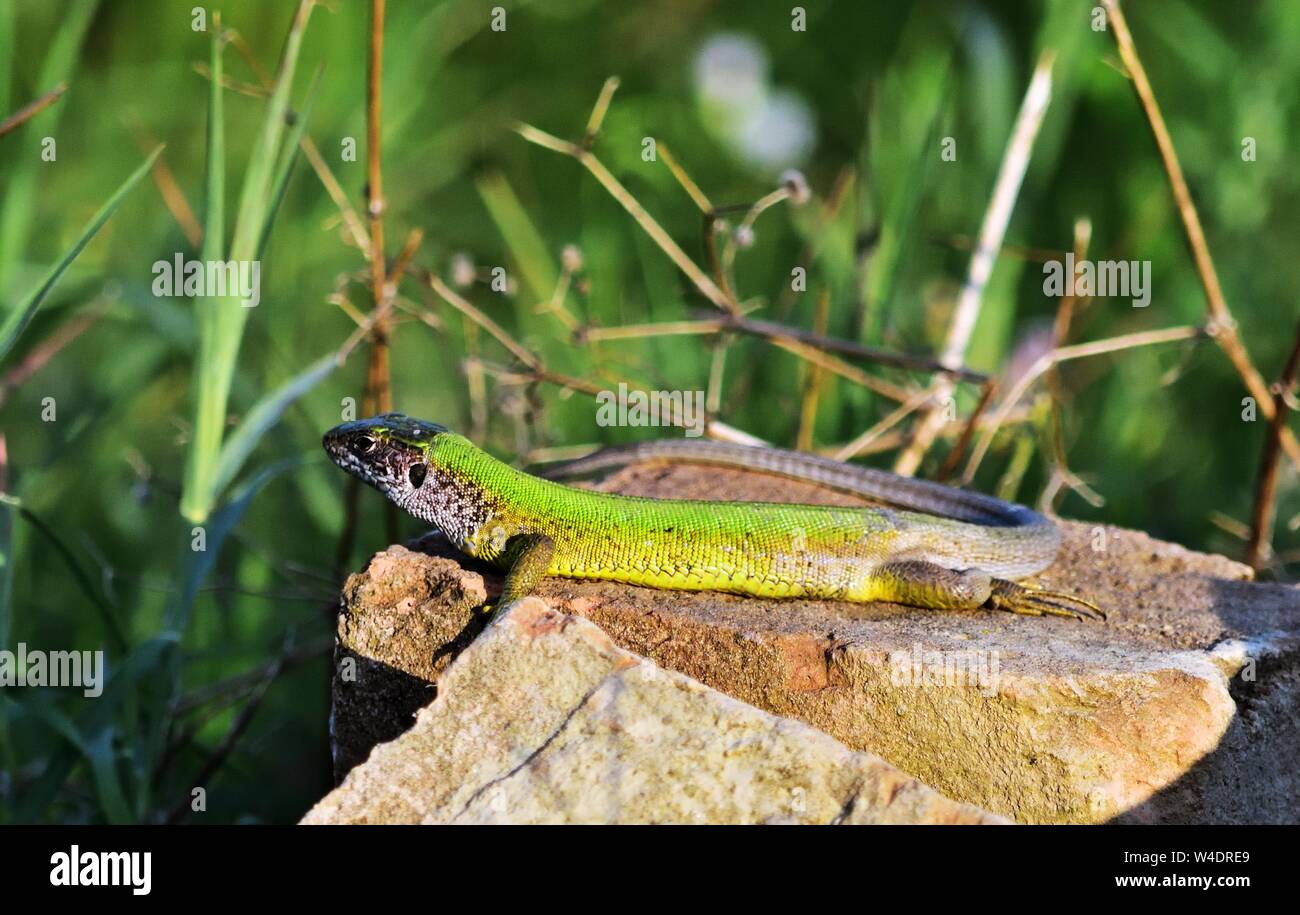 European green lizard Lacerta viridis sunbathing in the garden Stock Photo