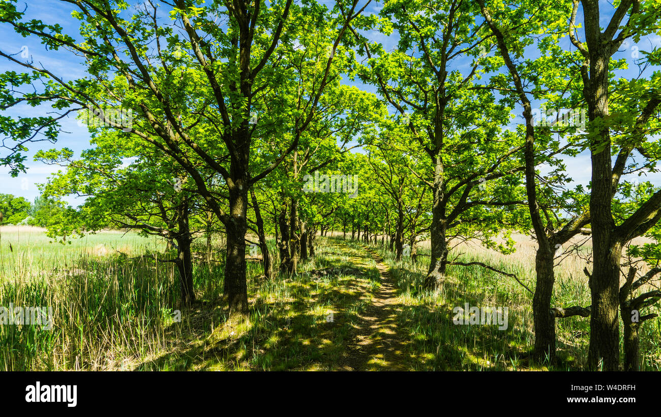 Pathway sun hi-res stock photography and images - Alamy