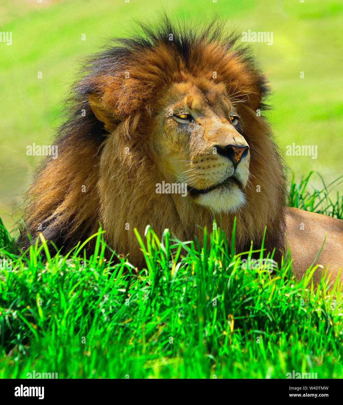King Of The Jungle Lion In Repose Stock Photo Alamy King Of The Jungle Lion In Repose Stock Photo Alamy