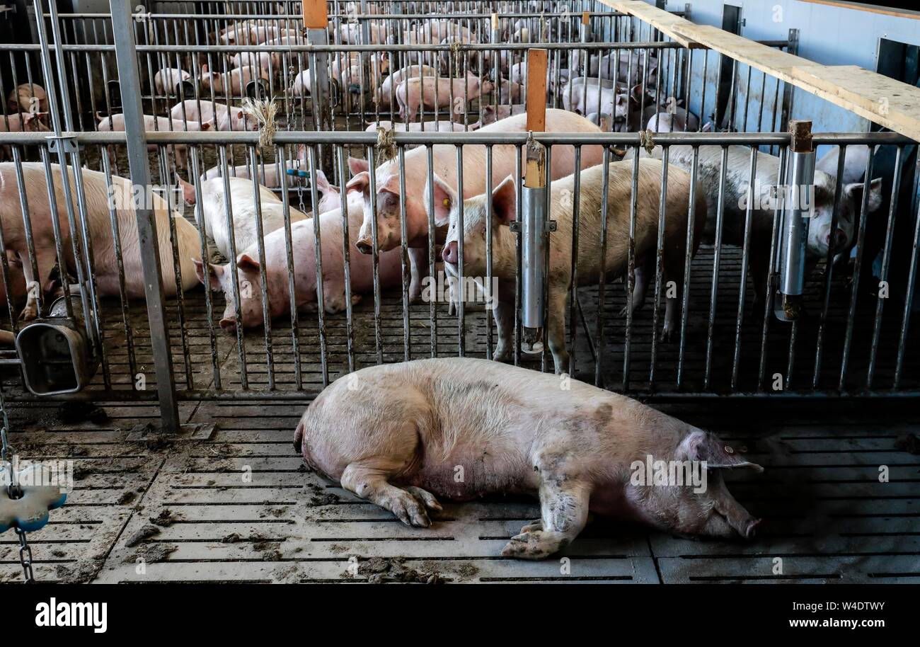 Mass Livestock Farming Pigs On Slatted Floors Animal Welfare