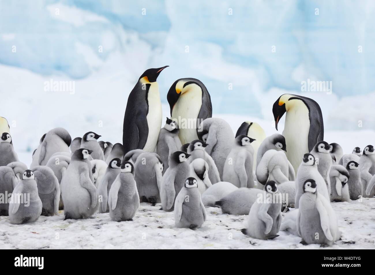 Emperor penguins (Aptenodytes forsteri), colony with alto birds and many young animals in front of an ice block, Snow Hill Island, Weddell Sea Stock Photo - Alamy Emperor penguins (Aptenodytes forsteri), colony with alto birds and many young animals in front of an ice block, Snow Hill Island, Weddell Sea Stock Photo - Alamy