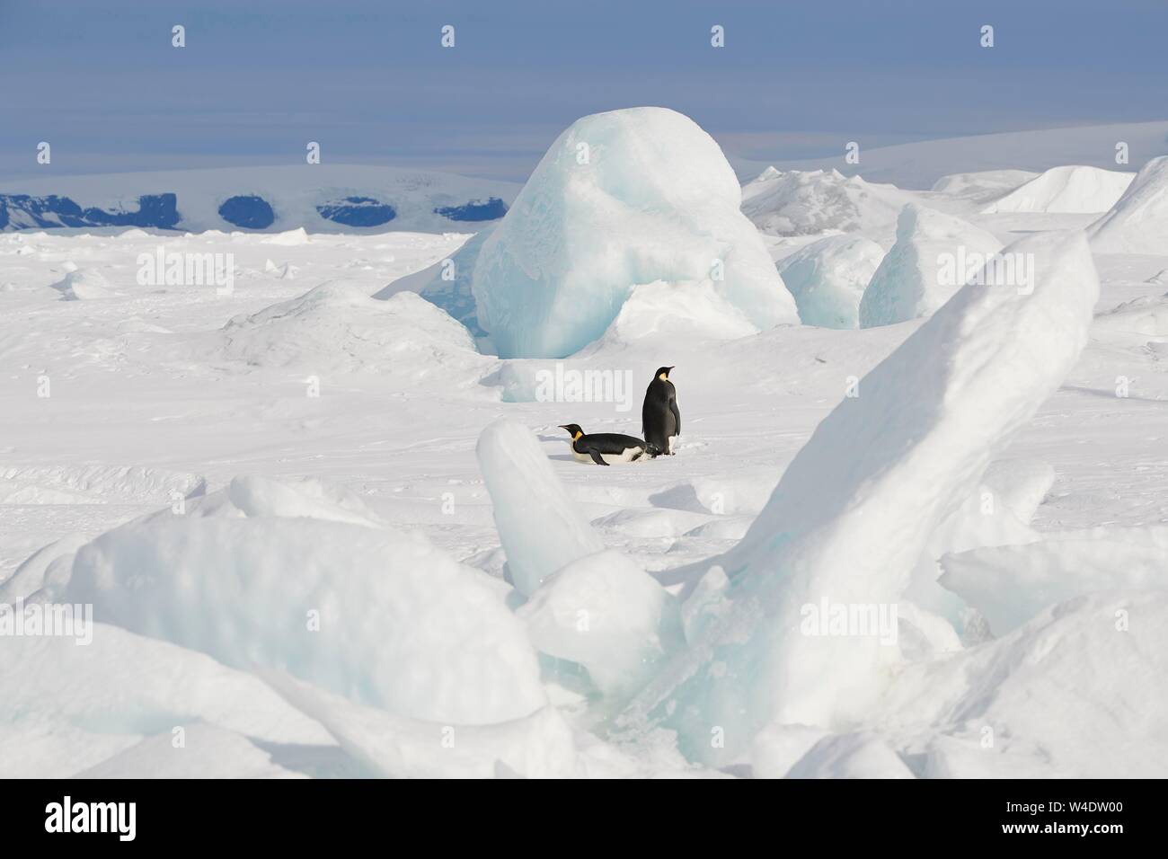 Emperor penguins (Aptenodytes forsteri), adult animal pair on ice between ice chunks, Snow Hill Island, Weddell Sea, Antarctica Stock Photo