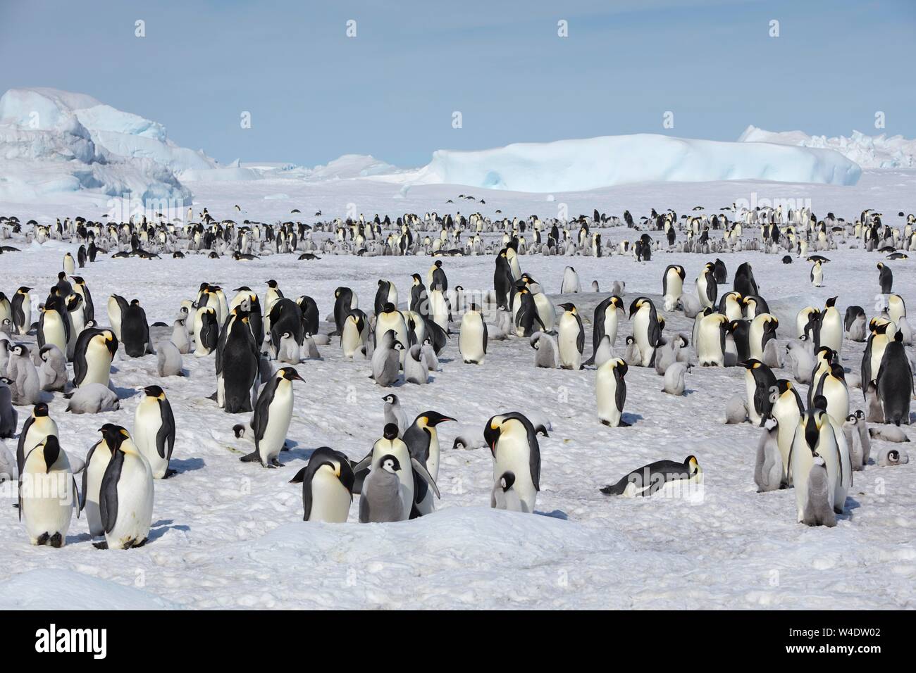 Emperor penguin colony antarctica hires stock photography and images