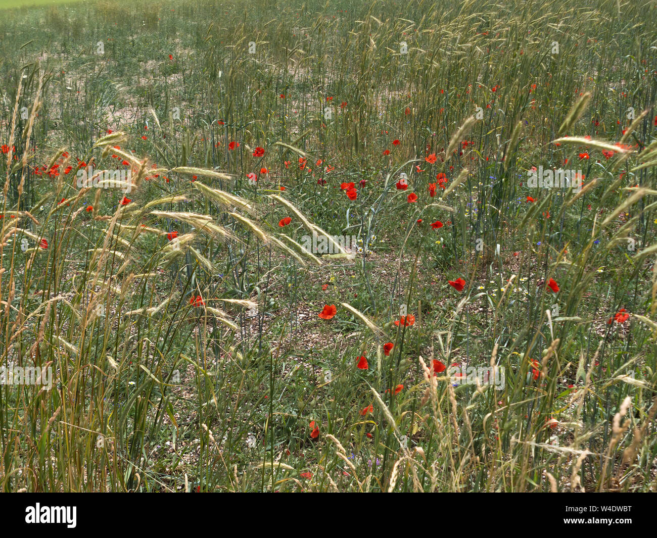 Poppies And Grasses High Resolution Stock Photography and Images - Alamy