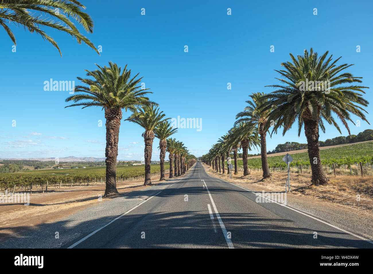Looking along palm-tree lined Seppeltsfield Road through the vineyards of the Barossa Valley wine region in South Australia Stock Photo