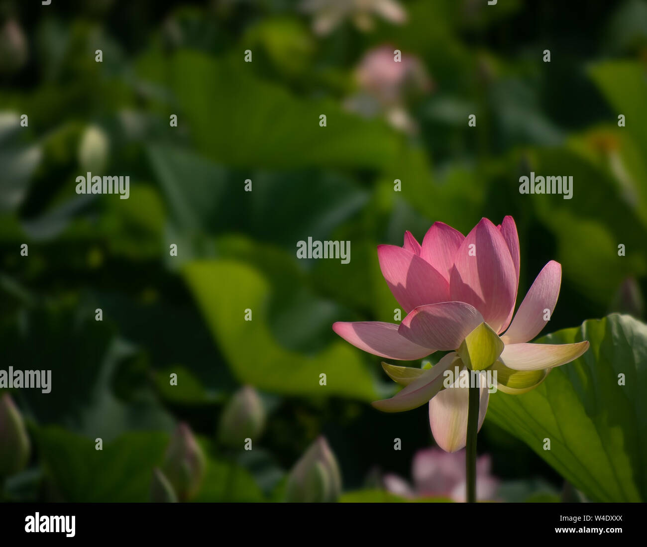 Nelumbo nucifera aka Indian or Sacred lotus. Pink flower against defocussed blurry background for copyspace. Stock Photo