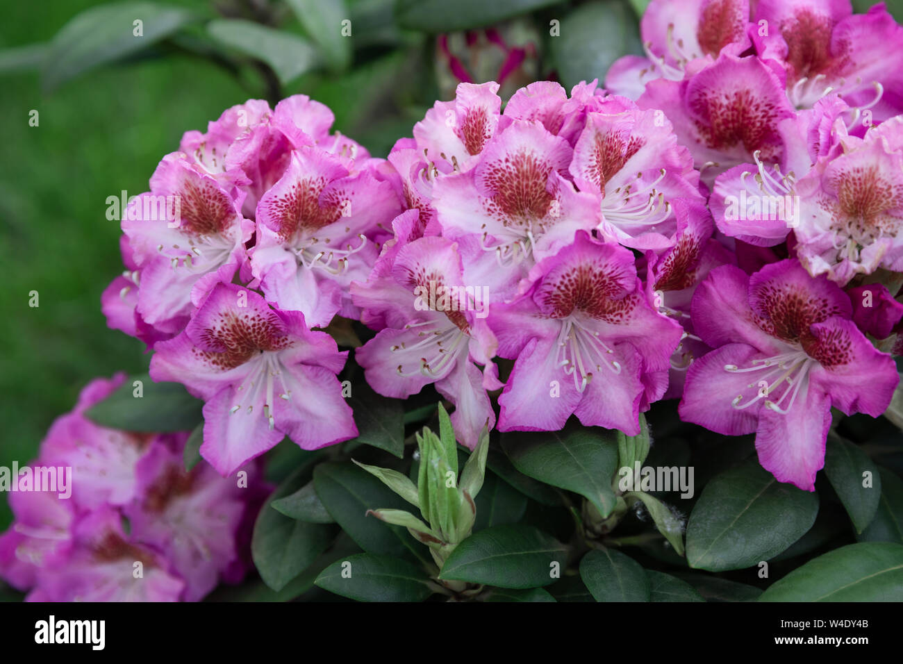 Spring Rhododendron Spring flowers of the rhododendron species. Beautiful flowers in the ...