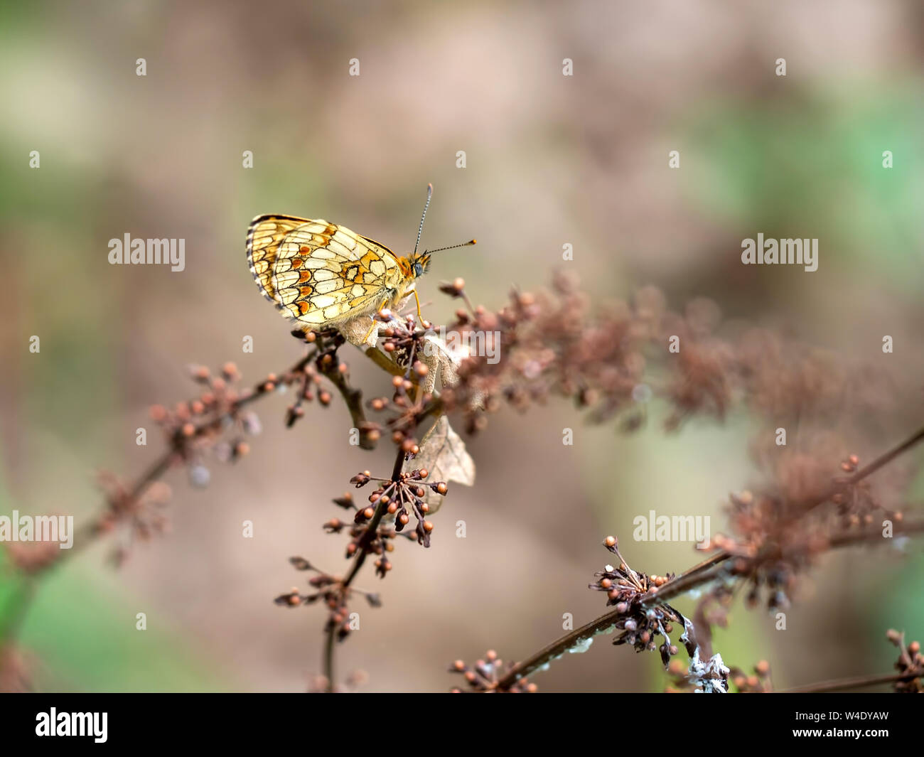 Melitaea nevadensis, Fritillary butterfly in natural environment. Europe. Italy. Stock Photo