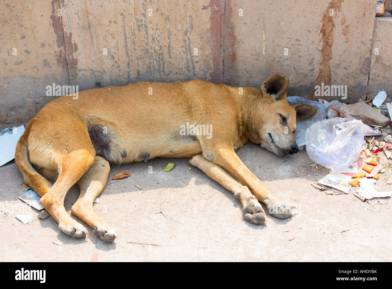 Homeless dog sleeping in India Stock Photo Alamy