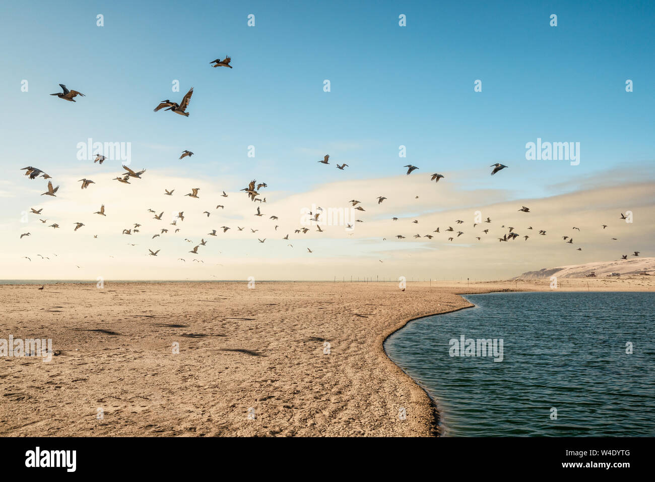 Sand Beach and Flock of Birds Flying Over the Sea. Pacific Ocean, California Stock Photo