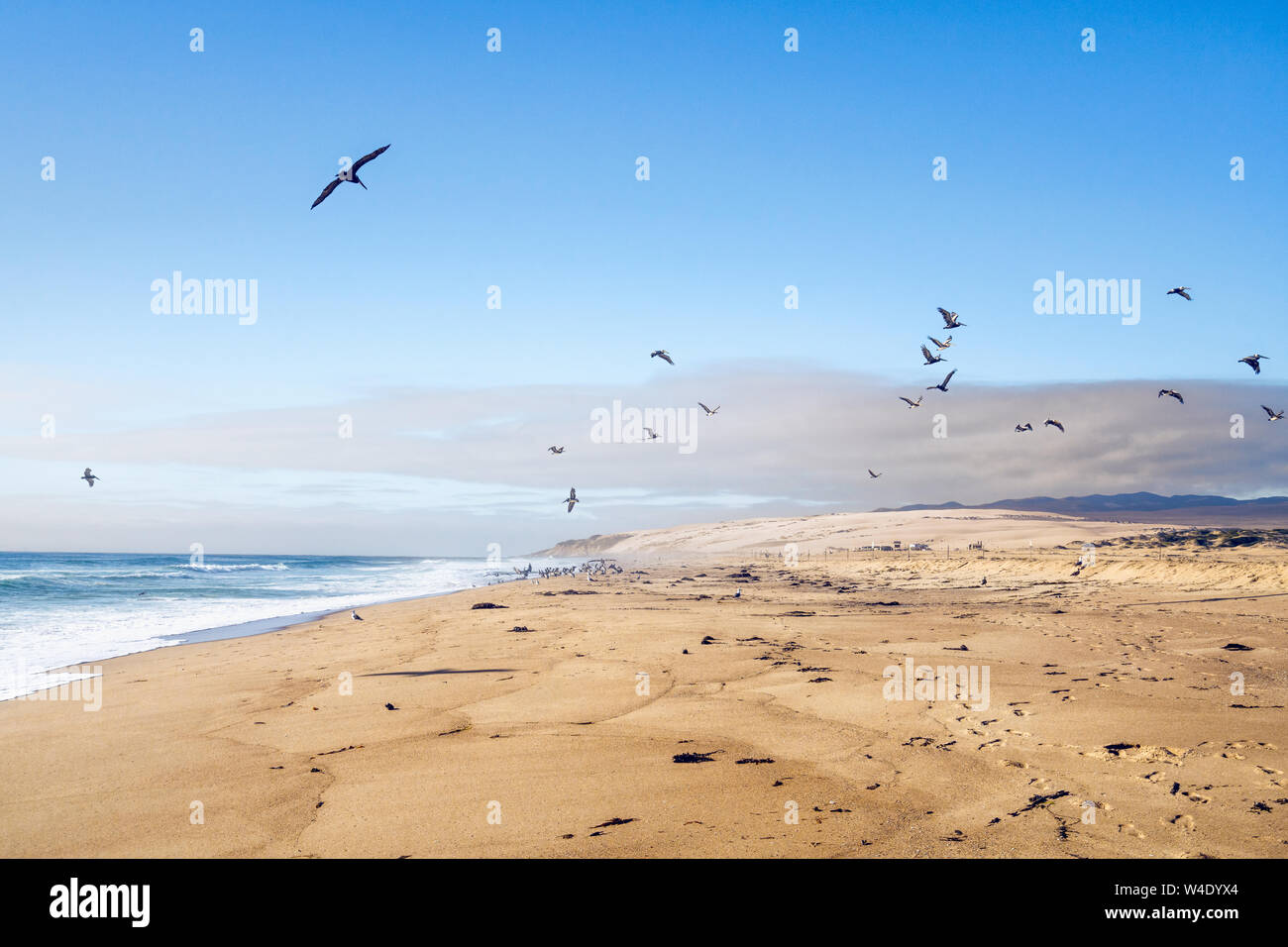 Sand Beach and Flock of Birds Flying Over the Sea. Pacific Ocean, California Stock Photo