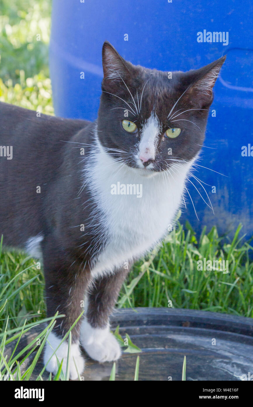 Home a young black and white cat walks in the country yard Stock Photo