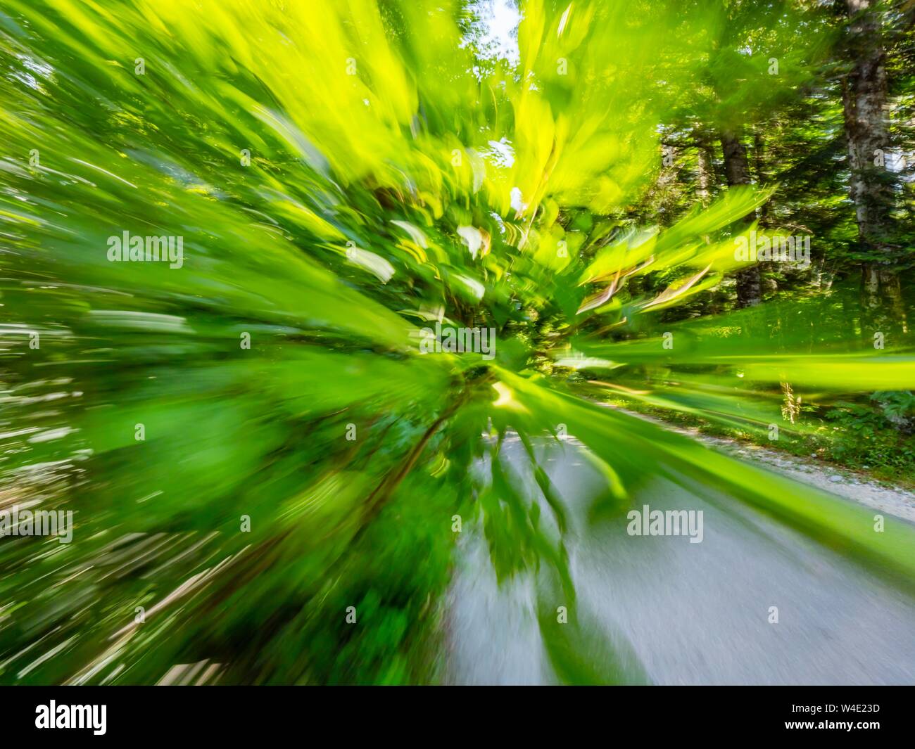 Green forest countryside speeding on road Stock Photo