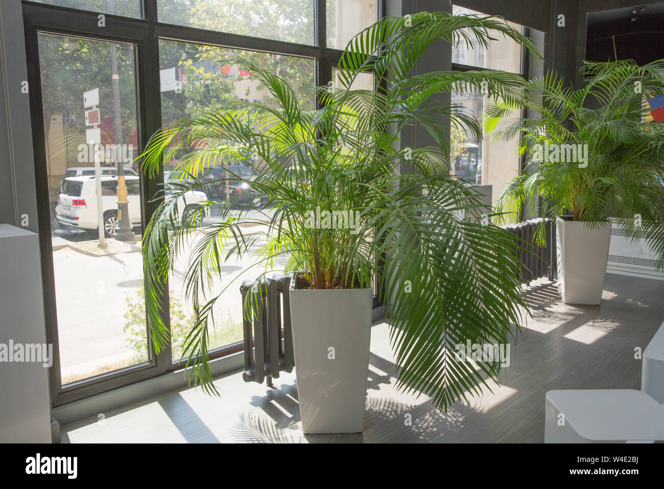 Indoor flower pots plants, large . Vases in a row . Green plant ...