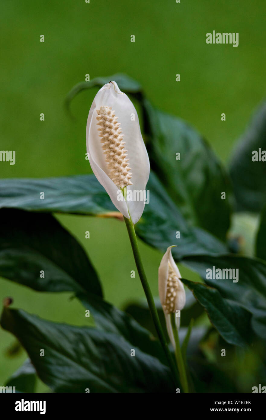 A single Peace Lily against a leafy background Stock Photo