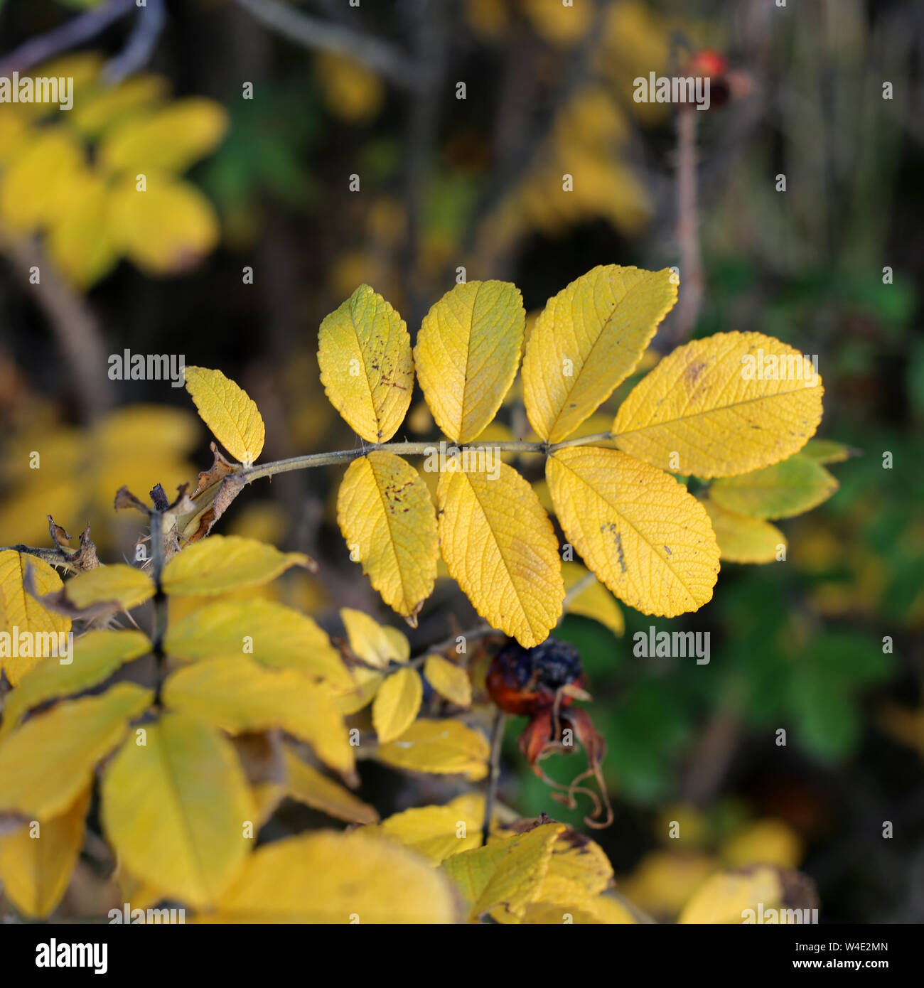 Rose hip bush hi-res stock photography and images - Alamy