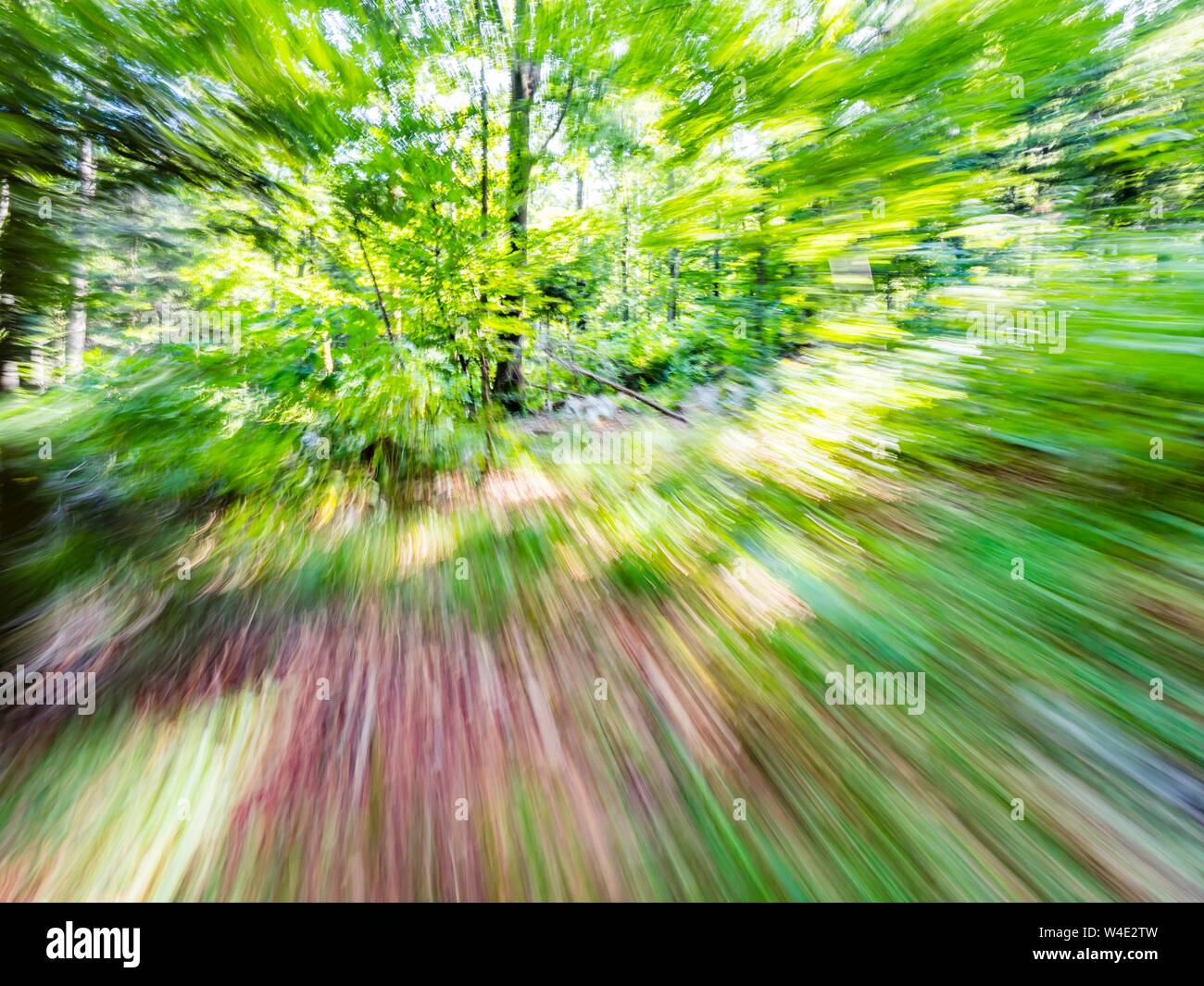 Green forest countryside speeding through dense trees natural environment landscape scenic Stock Photo