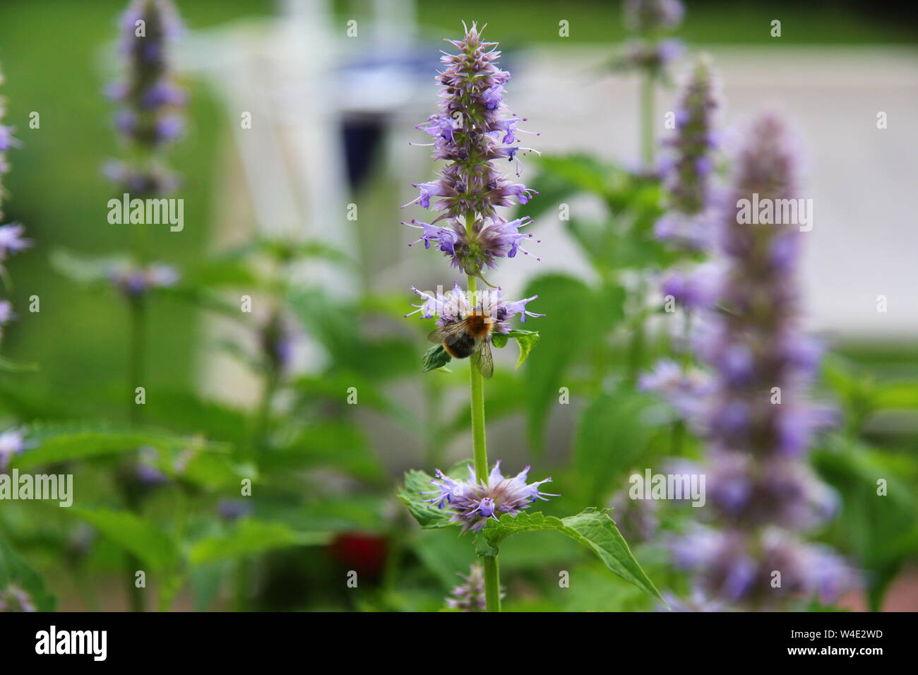 pretty herbal patchouli with flowers in summer Stock Photo