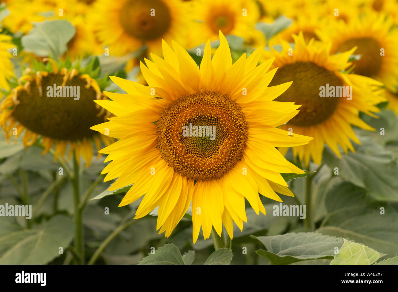 Young flower of sunflower in the field. Snapshot without retouching