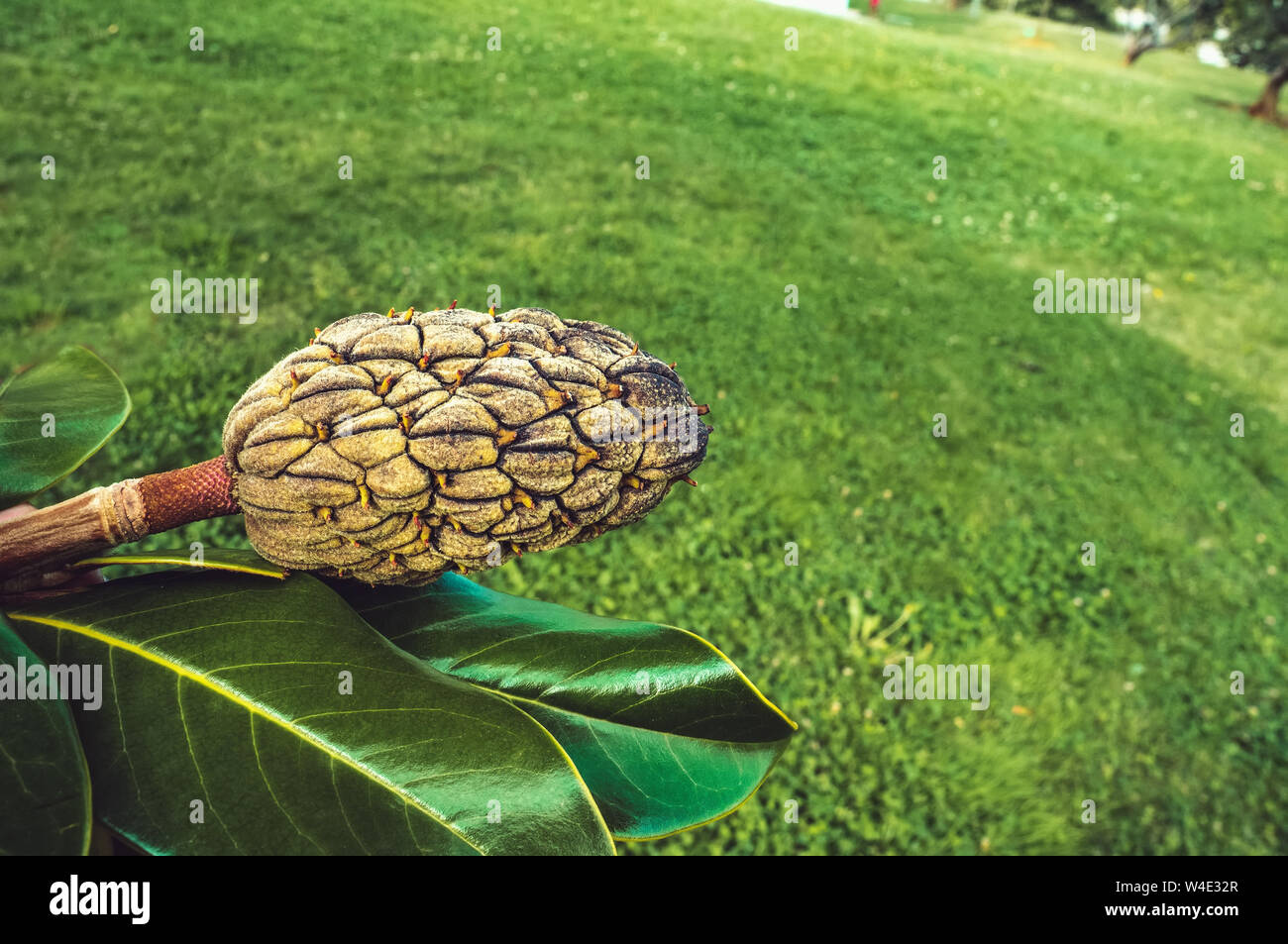 A cone is a Withered Magnolia flower on a branch against the lawn. Shut. Copy space Stock Photo