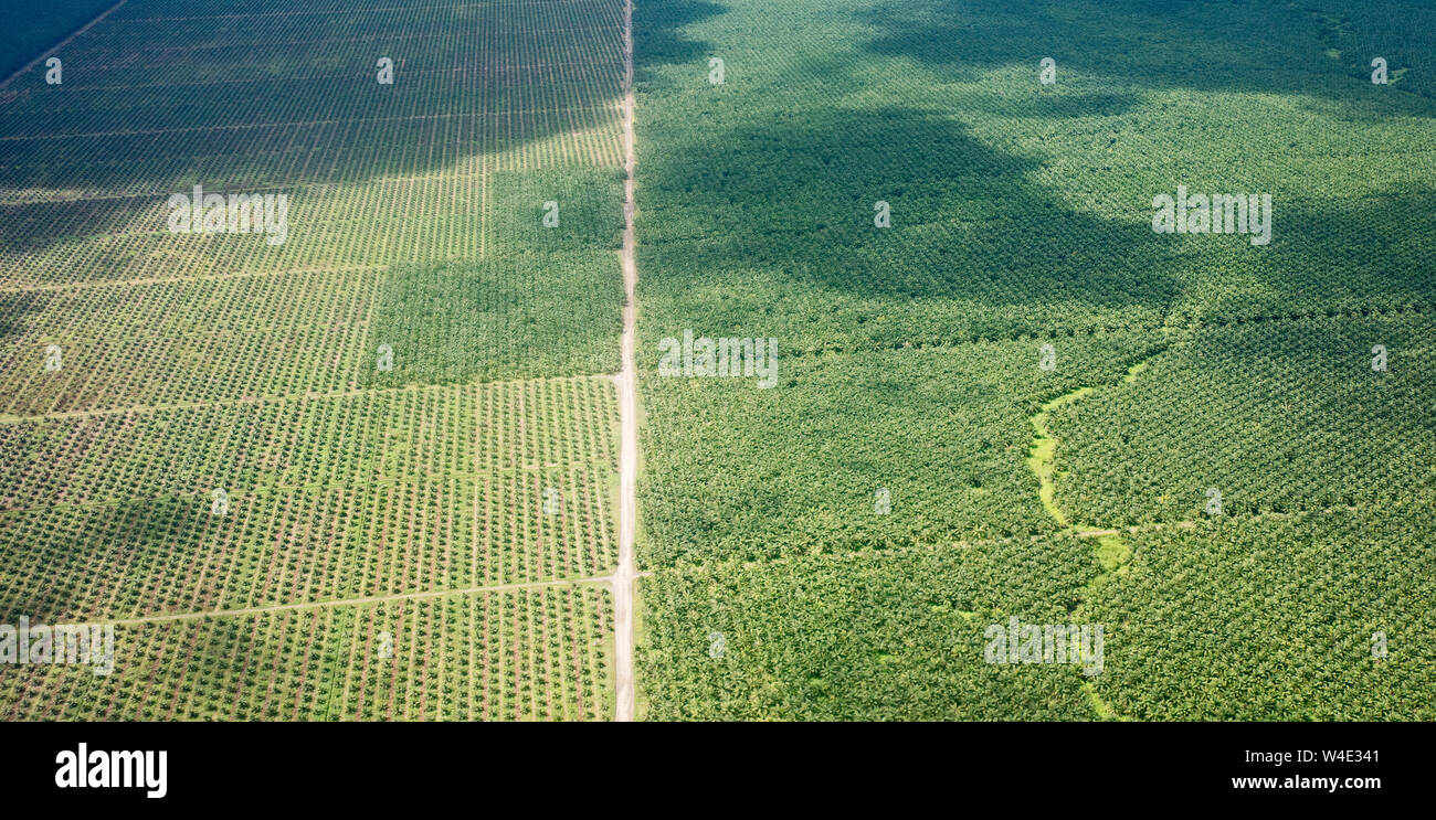 A vast Palm Oil plantation created from felling tropical rainforest south of Honiara on Guadalcanal, Solomon Islands, South Pacific Stock Photo