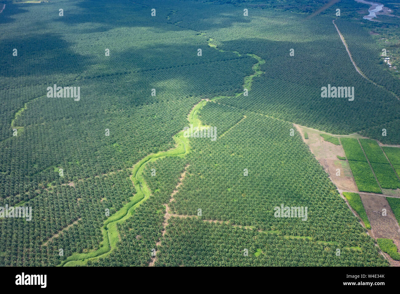 A vast Palm Oil plantation created from felling tropical rainforest south of Honiara on Guadalcanal, Solomon Islands, South Pacific Stock Photo