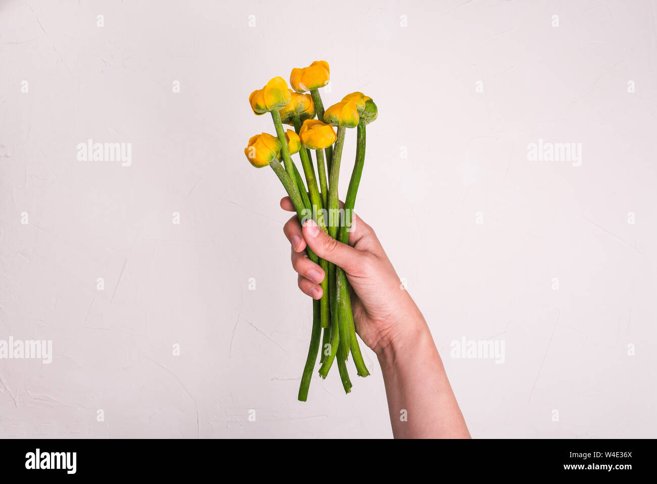 Yellow flowers long stem hires stock photography and images Alamy