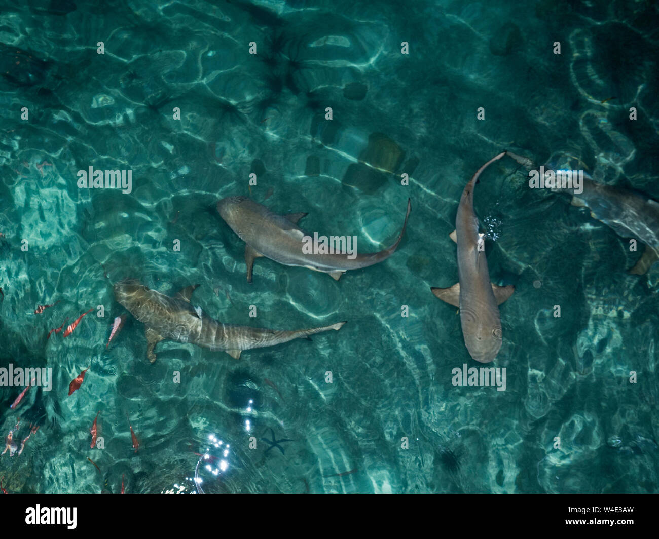 Black-tipped Reef Sharks Carcharhinus melanopterus congregating to feed at night Gizo New Georgia Group Solomon Islands, South PacificCarcharhinus mel Stock Photo